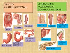 Dientes, lengua, glándulas accesorias del tubo digestivo, glándulas salivares, hígado, sistemas biliar y peritoneo