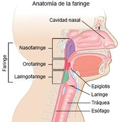 -Nasofaringe
-Orofaringe
-Laringofaringe