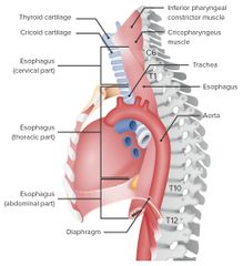 Es un tubo que conduce el alimento desde la faringe hasta el estómago
Ubicación:  Continua después de la faringe a nivel de la VI vértebra cervical  y desciende a través del cuello y el tórax para atravesar por el diafragma y llegar hasta el...