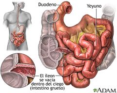 Es un tubo estrecho que se extiende desde el estómago hasta el colon.
Está  dividido en 3 partes: Duodeno, yeyuno e íleon 
Función: Digestión química total de los alimentos  y absorción de los alimentos
