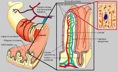 -válvulas  conniventes de Kerckring: Mucosa y submucosa se  proyectan a la luz intestinal 
- Vellosidades intestinales o villi: minúsculas proyecciones de la mucosa, en
forma de dedo, con una longitud de 0.5
-Glándulas de Brunner: Segregan líq...