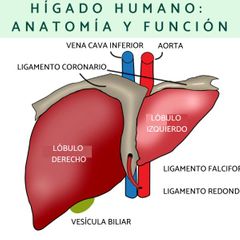 Es la víscera más grande del cuerpo humano pesa al rededor de 1.5 a 2 kg , esta dividido en 4 lóbulos: Lóbulo derecho, izquierdo, cuadrado y caudado.
El hígado junto con la vesícula biliar  producen la bilis y desembocan en el duodeno .