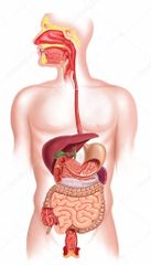 Principales funciones del sistema digestivo