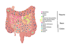 La absorción sucede en el duodeno, yeyuno e íleon.
En el intestino delgado  con ayuda de el jugo pancreático que contiene amilasa,lipasa y tripsina, y el jugo intestinal secretado por las células intestinales.