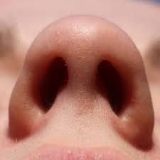 fosa nasal