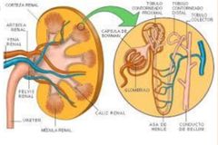 Riñones  
son dos órganos ovalados
Miden aproximadamente 11 x 7 x 3 cm
Pesan unos 150 g
Riñón izquierdo algo 
Unidad funcional renal " nefrona" alrededor  de 800.000 a1.000.000.
Unidad funcional la nefrona