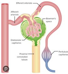 Capilares glomerulares se ramifican y anastomosan
Tienen una presión hidrostática elevada (alrededor de 60 mmHg Glomérulo está cubierto por la denominada cápsula de Bowman