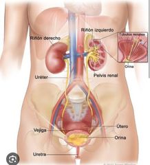 Ureteres
Existen dos uréteres en total. Cada uno es un conducto muscular de 25 a 30 cm de longitud con lumen estrecho, que transporta la orina desde el riñón hasta la vejiga urinaria y también conecta las dos estructuras. Los uréteres cursan ...