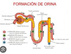 Formación de la orina 
 La formación de la orina pasa por tres etapas fundamentales: 
(1) la filtración glomerular 
(2) la reabsorción tubular 
(3) la secreción tubular