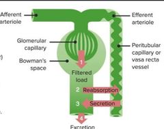 Filtración glomerular 
Etapa  inicial en la formación de la orina, consiste en el paso de parte del plasma sanguíneo que circula por los capilares glomerulares del riñón, hacia el espacio capsular de Bowman, atravesando la membrana de filtrac...