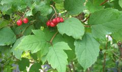 Cranberrybush Viburnum
