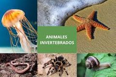 Cuándo se dice que un animal es invertebrado?