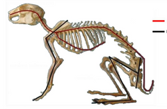 ¿Cuál es el esqueleto axial y cuál es el esqueleto apendicular?