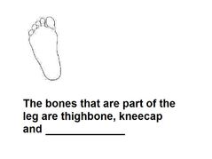 The bones that are part of the leg are thighbone, kneecap and ________