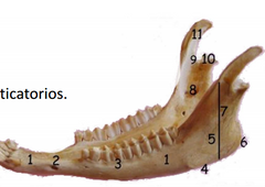 1.cuerpo de la mandibula
2. Agujero mentoniano
3.borde alveolar
4.borde ventral
5. fosa mesenterica
6.angulo mandibular
7.Rama
8.agujero mandibular
9.incisura mandibular
10.apofisis condilar
11.apofisis coronoides