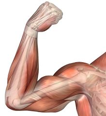 Músculo