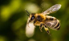 The Honeybee 