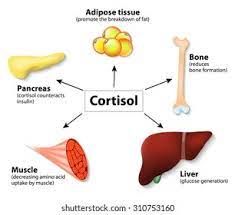 Efectos y funciones del cortisol sobre los distintos tejidos del organismo