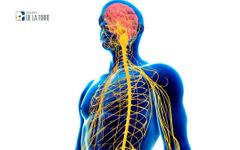 Estructura del Sistema nervioso periférico:
Consta de 12 pares de nervios craneales, 31 pares de nervios espinales y una serie de pequeños grupos neuronales en todo el cuerpo llamados ganglios.
Los nervios periféricos pueden ser sensoriales (af...