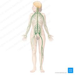Características:
El sistema nervioso periférico está compuesto por todos los nervios que se ramifican desde la médula espinal y se extienden a todas las partes del cuerpo.