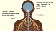 El sistema nervioso periférico está formado por:
Sistema nervioso somático
                             -Nervios
                                         °Espinales
                                         °Craneales
Sistema nervioso autónom...