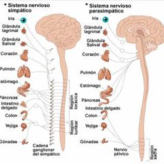 Sistema nervioso autónomo o Vegetativo 
Es la parte involuntaria del sistema nervioso periférico. Además, se divide en los sistemas simpático (SNS) y parasimpático (SNPS), se compone exclusivamente de fibras motoras viscerales.