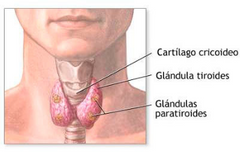 La tiroides y las paratiroides son glándulas endocrinas ubicadas en el cuello que desempeñan un papel crucial en el mantenimiento de la homeostasis en el cuerpo al regular el equilibrio de ciertas sustancias químicas en la sangre.