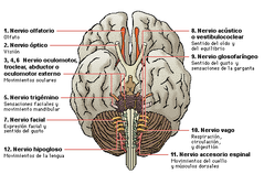 Sistema nervioso somático
Nervios craneales: Envían información al SNC desde el cuello y cabeza.

Nervios espinales: Envían información al SNC desde el tronco y extremidades.