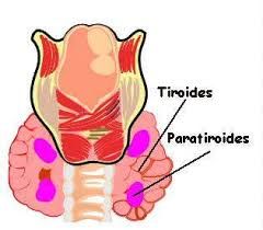 Paratiroides:
Ubicación: Las paratiroides son cuatro pequeñas glándulas ubicadas en el cuello, cerca del tiroides. A pesar de su proximidad, no están relacionadas funcionalmente con el tiroides
Estructura: Las paratiroides constan de cuatro gl...