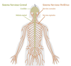 FUNCIONES DEL SISTEMA  NERVIOSO PERIFÉRICO
Conectar el sistema nervioso central con los órganos, extremidades y piel.
Permitir que el cerebro medula espinal reciban y envíen información a otras partes del cuerpo.
Enviar información sensorial ...