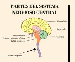 Organización del Sistema Nervioso

El sistema nervioso tiene dos subdivisiones anatómicas principales:
• El sistema nervioso central (SNC) consta del encéfalo y la médula espinal, que están rodeados y protegidos por el cráneo y la columna ...