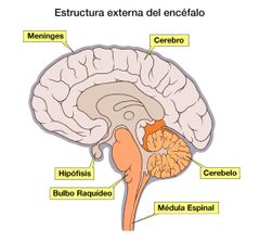 Encéfalo 

Órgano que se encuentra dentro de la cabeza y que controla todas las funciones de un ser humano. Está compuesto por tres partes principales: el cerebro, el cerebelo y el tronco encefálico.