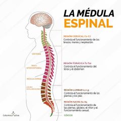 Médula Espinal

Columna de tejido nervioso que se extiende hacia abajo desde la base del cráneo hasta el centro de la espalda. 

Conecta el cerebro con los nervios de la mayor parte del cuerpo. Esto permite que el cerebro envíe mensajes al rest...