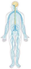 Generalidades

El sistema nervioso periférico (SNP) constituye todo el resto: está compuesto por nervios y ganglios nerviosos.