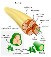 Nervios 

Manojo de fibras que reciben y envían mensajes entre el cuerpo y el encéfalo. Los mensajes se envían por medio de cambios químicos y eléctricos en las células que componen los nervios.