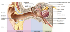 Anatomía del Oído

El oído consta de 3 secciones:
Oido externo
Oido medio
Oido interno