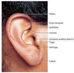 Oido Externo

El oído externo es, en esencia, un embudo para la conducción de las vibraciones que se transportan en el aire hacia la membrana timpánica. 
Partes:
Hélice
Fosa triangular
Antihélice
Concha
Conducto Auditivo Externo
Trago 
Antitr...