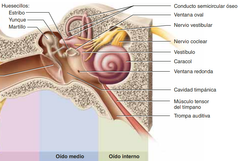 Oido Medio

El oído medio se localiza en la cavidad timpánica del hueso temporal
Partes:
Huesecillos (Estribo, Yunque y Martillo)
Conducto Semicircular Óseo 
Ventana Oval
Vestíbulo
Ventana Redonda 
Cavidad Timpánica
