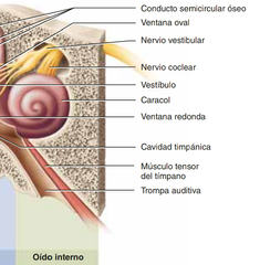 Oido Interno

El oído interno es un laberinto de pasajes de hueso temporal 
denominado laberinto óseo, el cual está cubierto por un sistema 
de conductos carnosos llamado laberinto membranoso.
Partes:
Nervio Vestibular
Nervio Coclear
Vestíbulo...