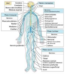 Sistema Nervioso Periférico 

La división motora porta señales del SNC a las células glandulares y musculares que aplican las respuestas del cuerpo.

La división motora somática porta señales de los músculos estriados
La división motora v...