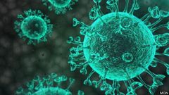 ¿Qué son los virus?
Los virus son partículas infecciosas de tamaño ínfimo, por lo que solo podemos visualizarlos con microscopios electrónicos. Sobreviven muy poco tiempo fuera de células vivas, ya que para subsistir necesitan parasitar las...