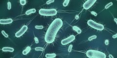 ¿Qué enfermedades nos pueden causar las bacterias?
Como decíamos, algunas especies de bacterias son beneficiosas, pero otras muchas -y varias habitan de manera permanente en nuestro cuerpo- pueden causarnos diferentes tipos de dolencias.