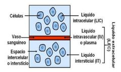 - Agua corporal total 60% 
- Liquido intracelular 40%
- Liquido extracelular 20% (liquido intersticial 15% e intravascular 5%).