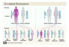 En hombres (quienes tienen solo un cromosoma X), una copia alterada del gen en cada célula es suficiente para causar una afección. En mujeres (quienes tienen dos cromosomas X), tendría que ocurrir una mutación en ambas copias del gen para caus...