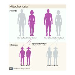 solo los óvulos aportan mitocondrias al embrión en desarrollo, solo las mujeres pueden transmitir variaciones mitocondriales a sus hijos. Las afecciones que resultan de variaciones en el ADN mitocondrial pueden aparecer en cada generación de un...