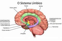 el sistema límbico (de limbus, borde).