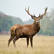 Stag