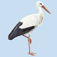 Stork