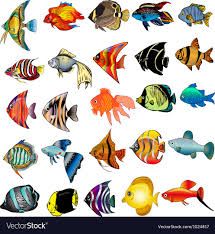 Tropical fish