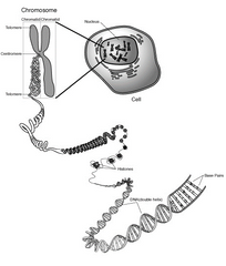 la molécula de ADN está empaquetada en estructuras en forma de hebra llamadas cromosomas
partes:
telomero
Cromátida

p: Brazo corto
Centrómero
q: Brazo largo
